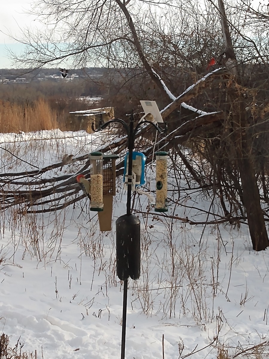Red-bellied Woodpecker - ML646377479