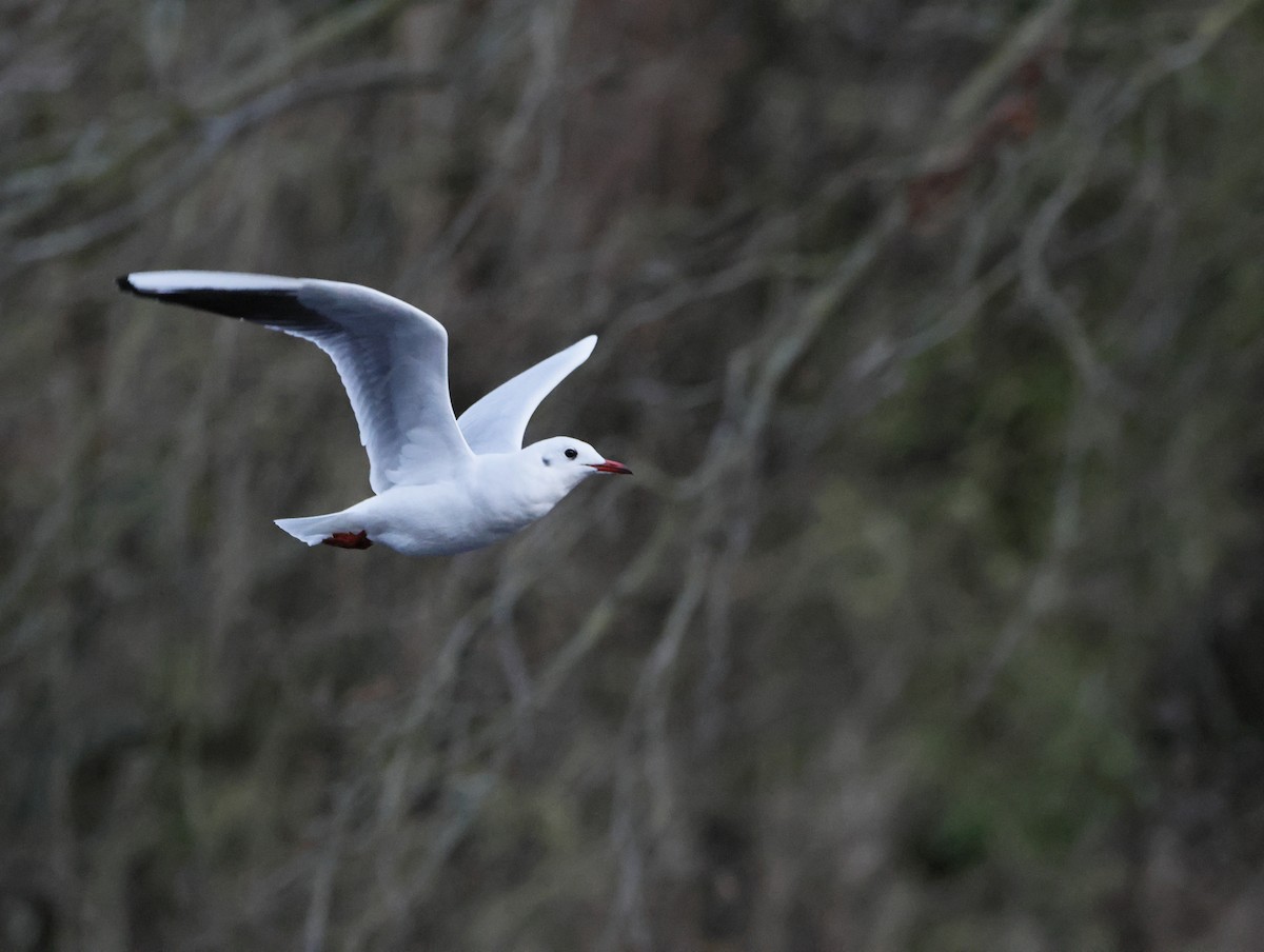 Black-headed Gull - ML646377480