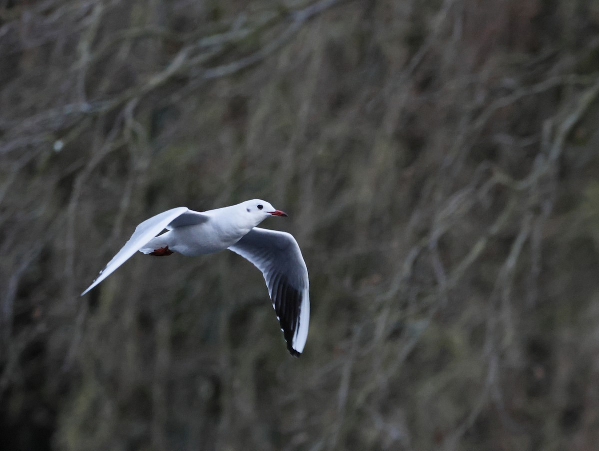 Black-headed Gull - ML646377481