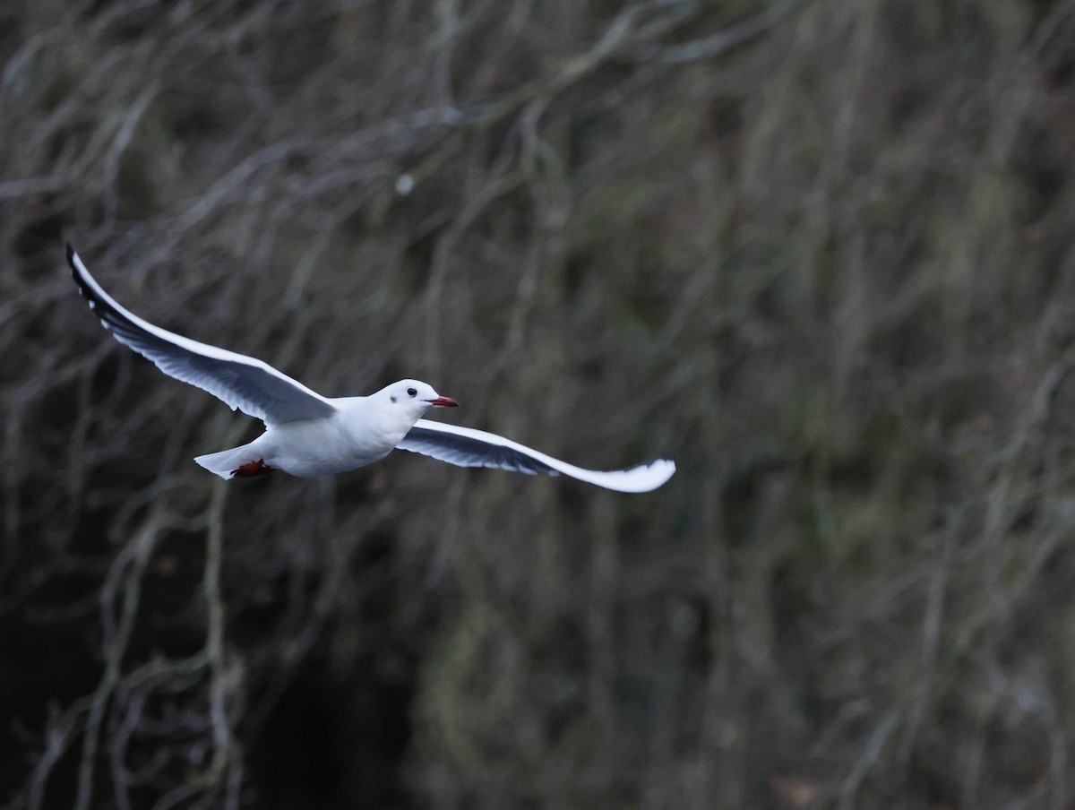 Black-headed Gull - ML646377482