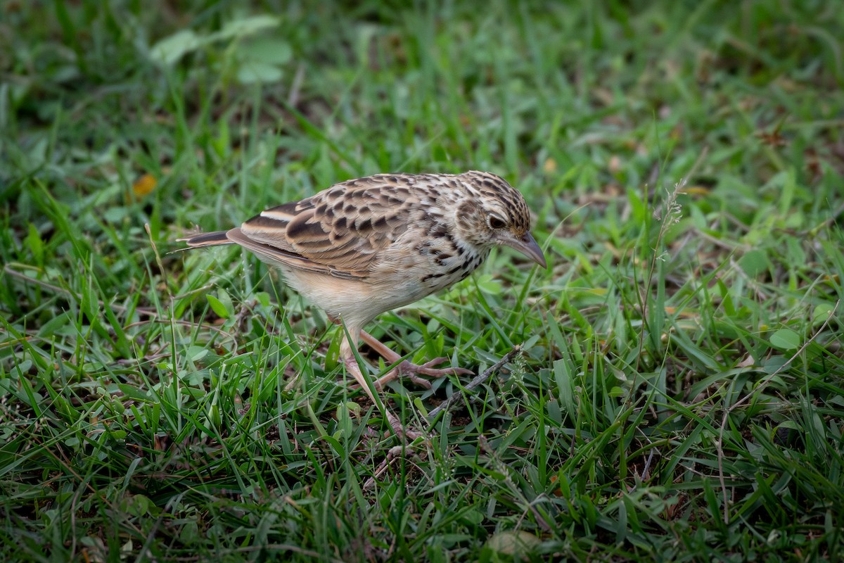 Jerdon's Bushlark - ML646377483