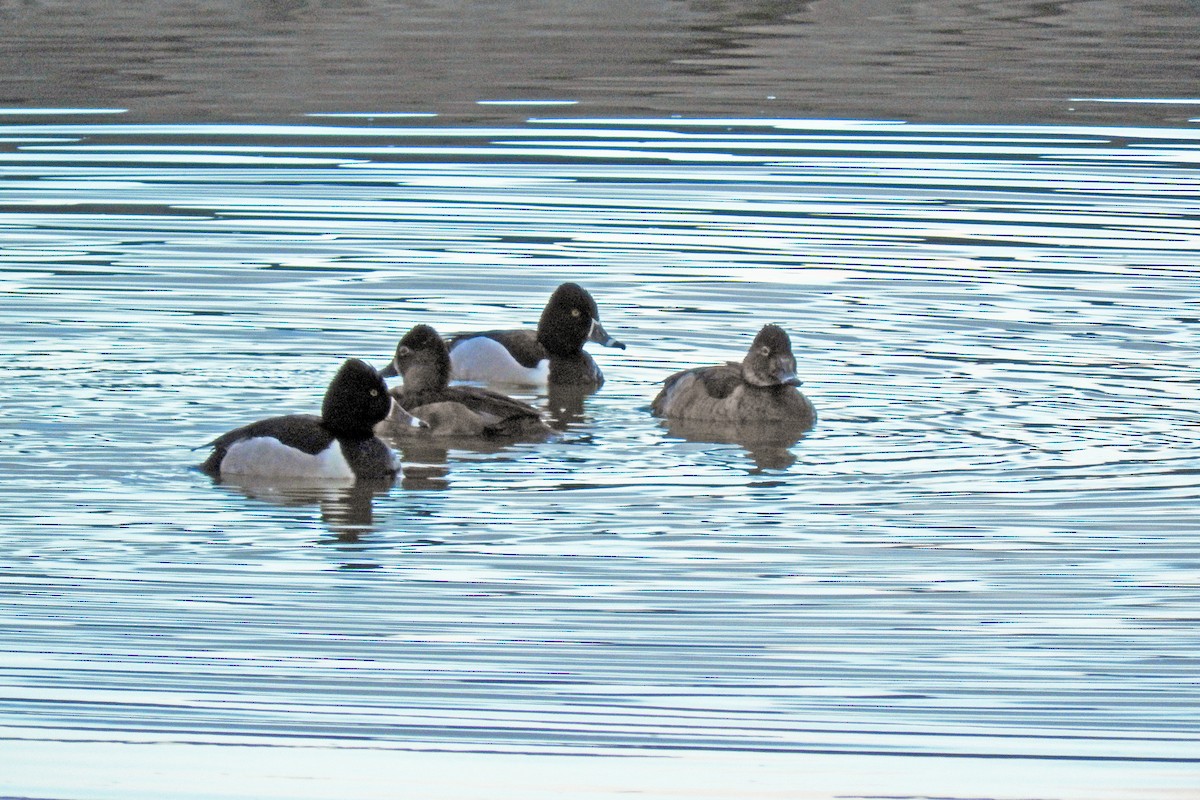 Ring-necked Duck - ML646377485