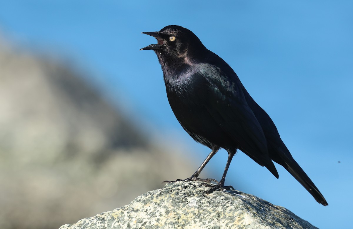 Brewer's Blackbird - ML646377489