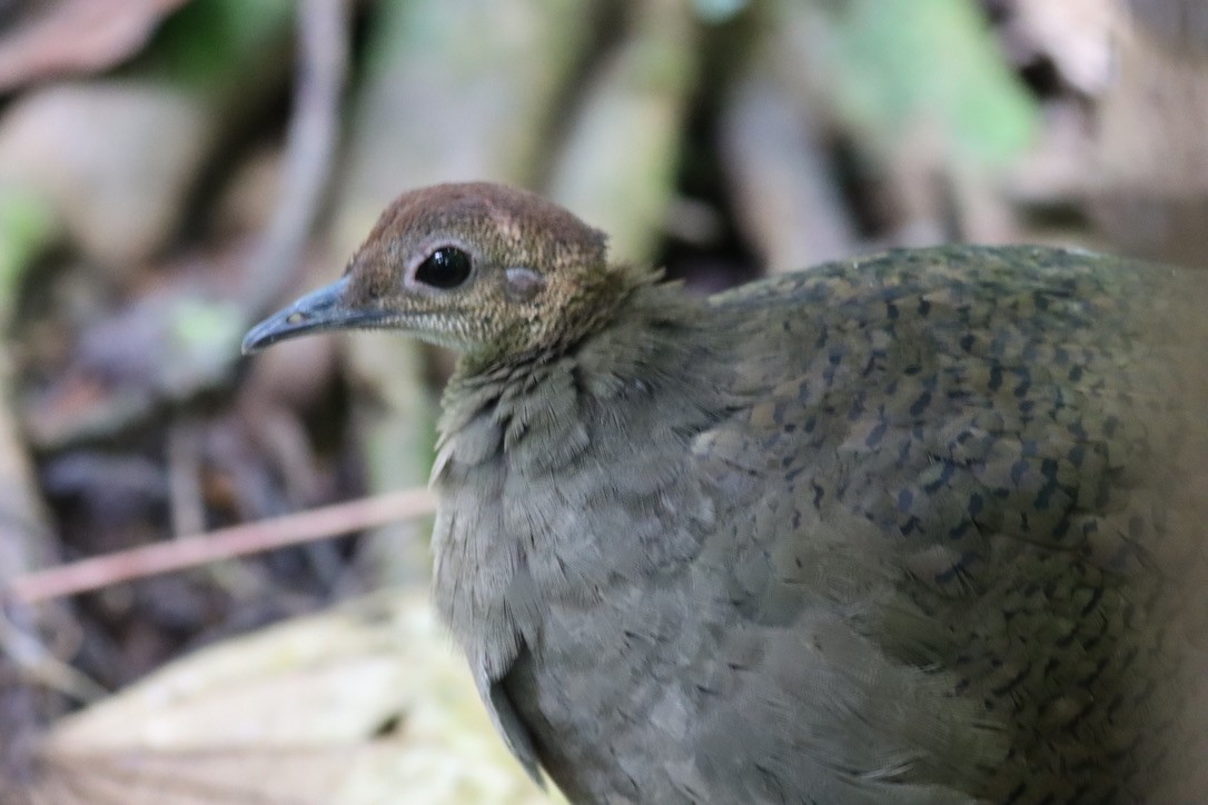 Great Tinamou - ML646377490