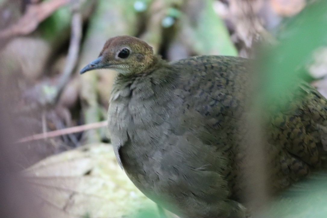 Great Tinamou - ML646377491