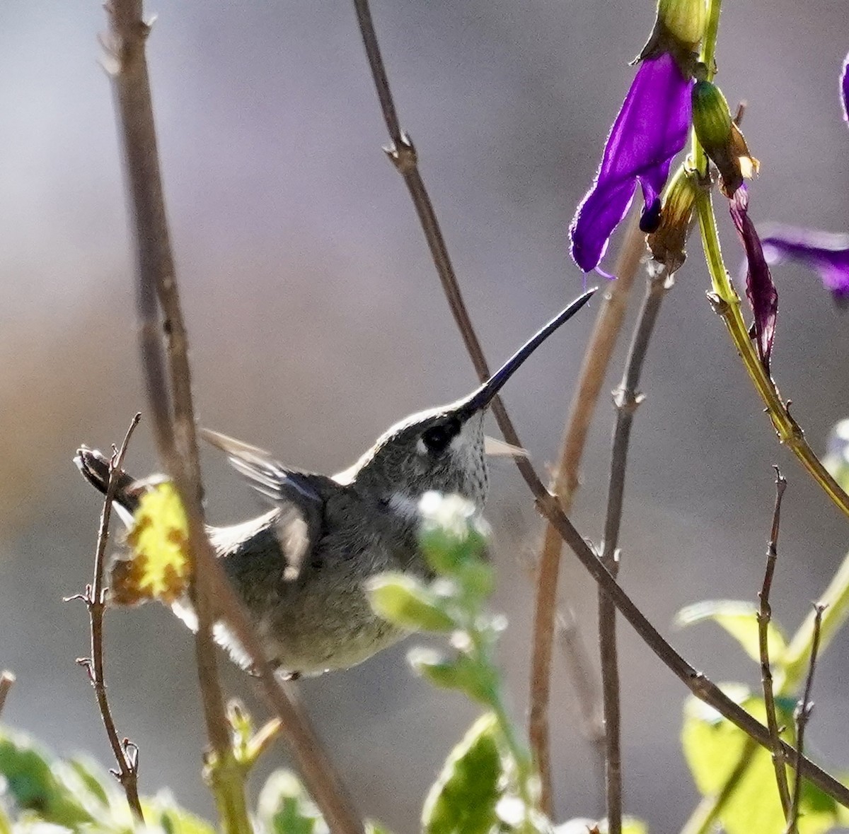 Black-chinned Hummingbird - ML646377493