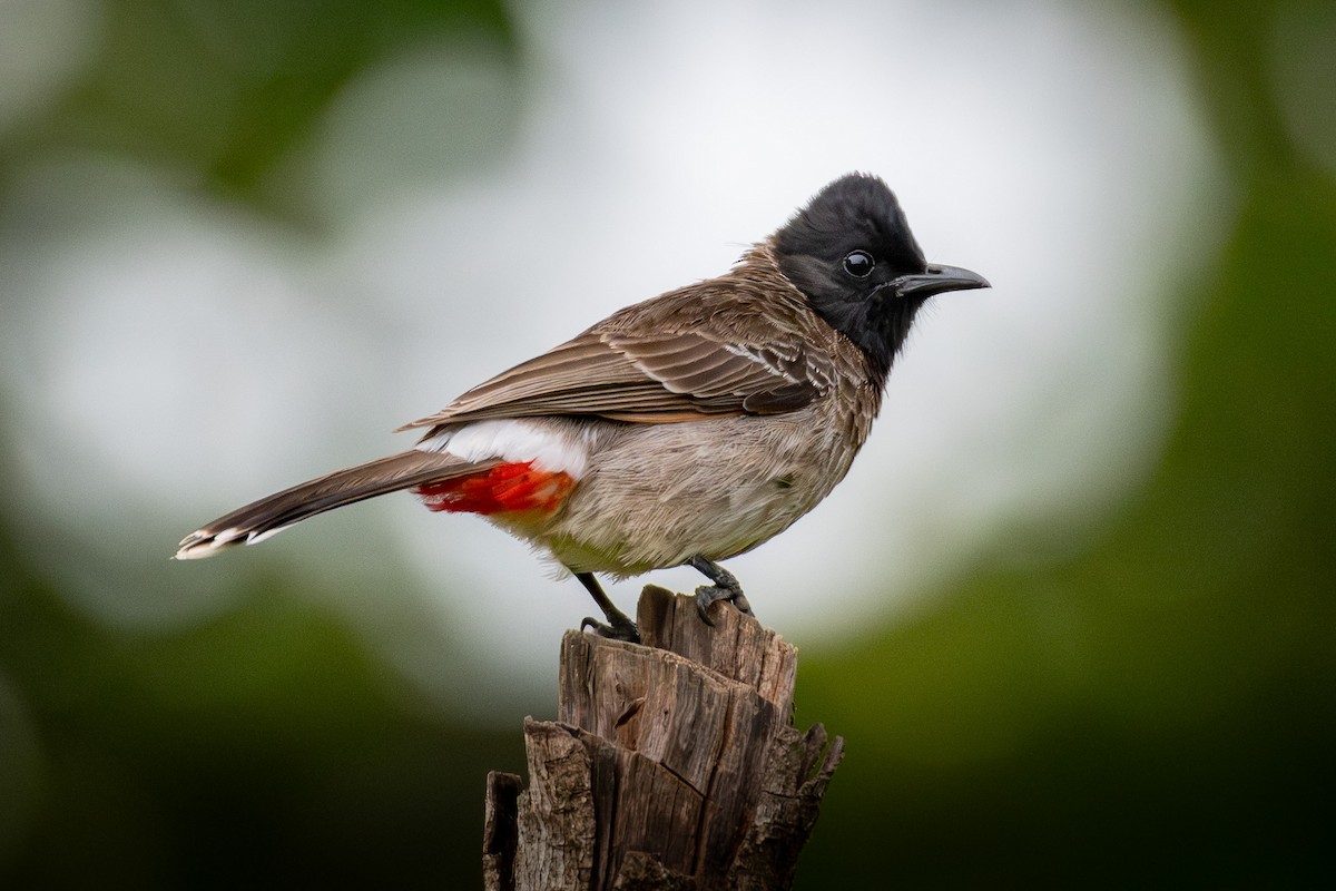 Red-vented Bulbul - ML646377494