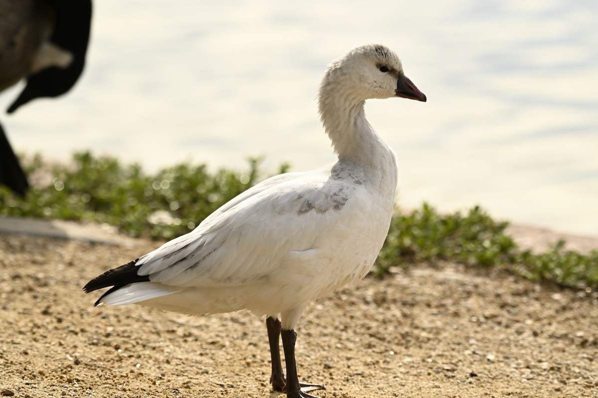 Ross's Goose - ML646377496