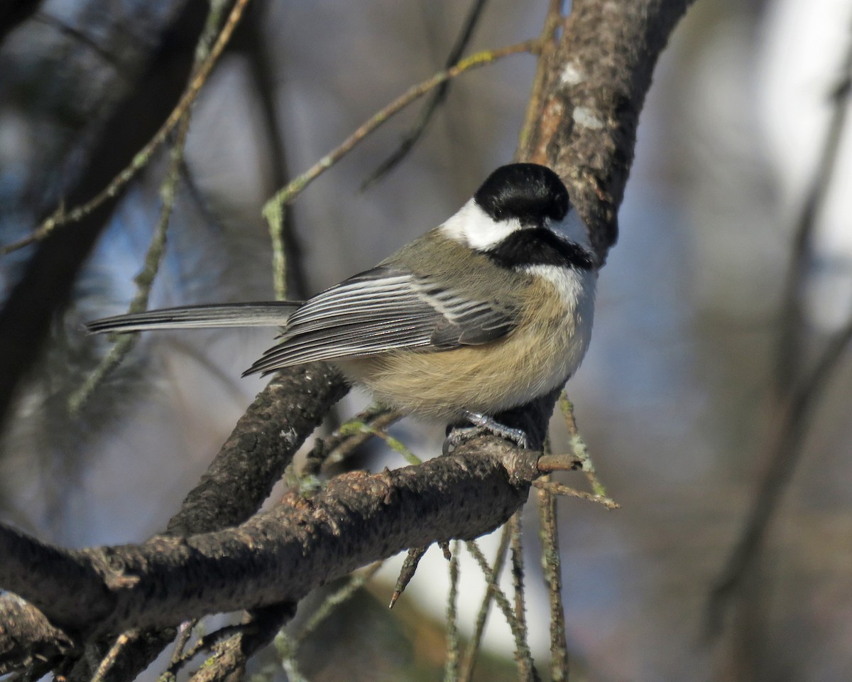 Black-capped Chickadee - ML646377497