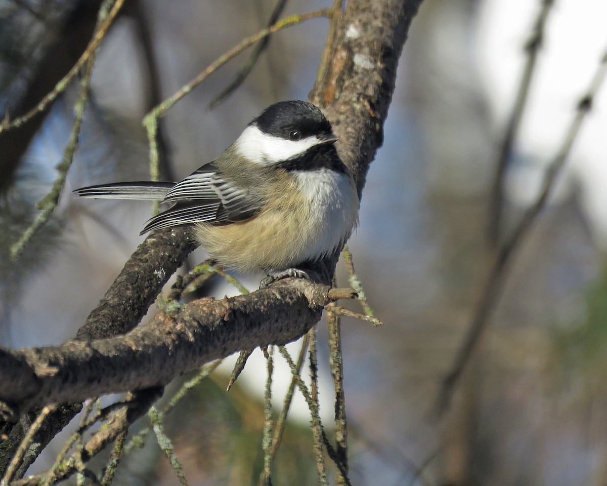 Black-capped Chickadee - ML646377498
