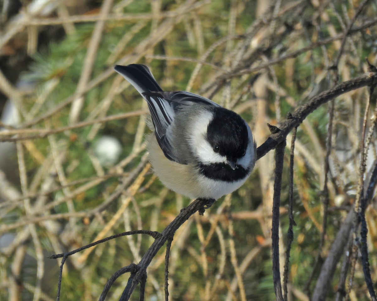 Black-capped Chickadee - ML646377499