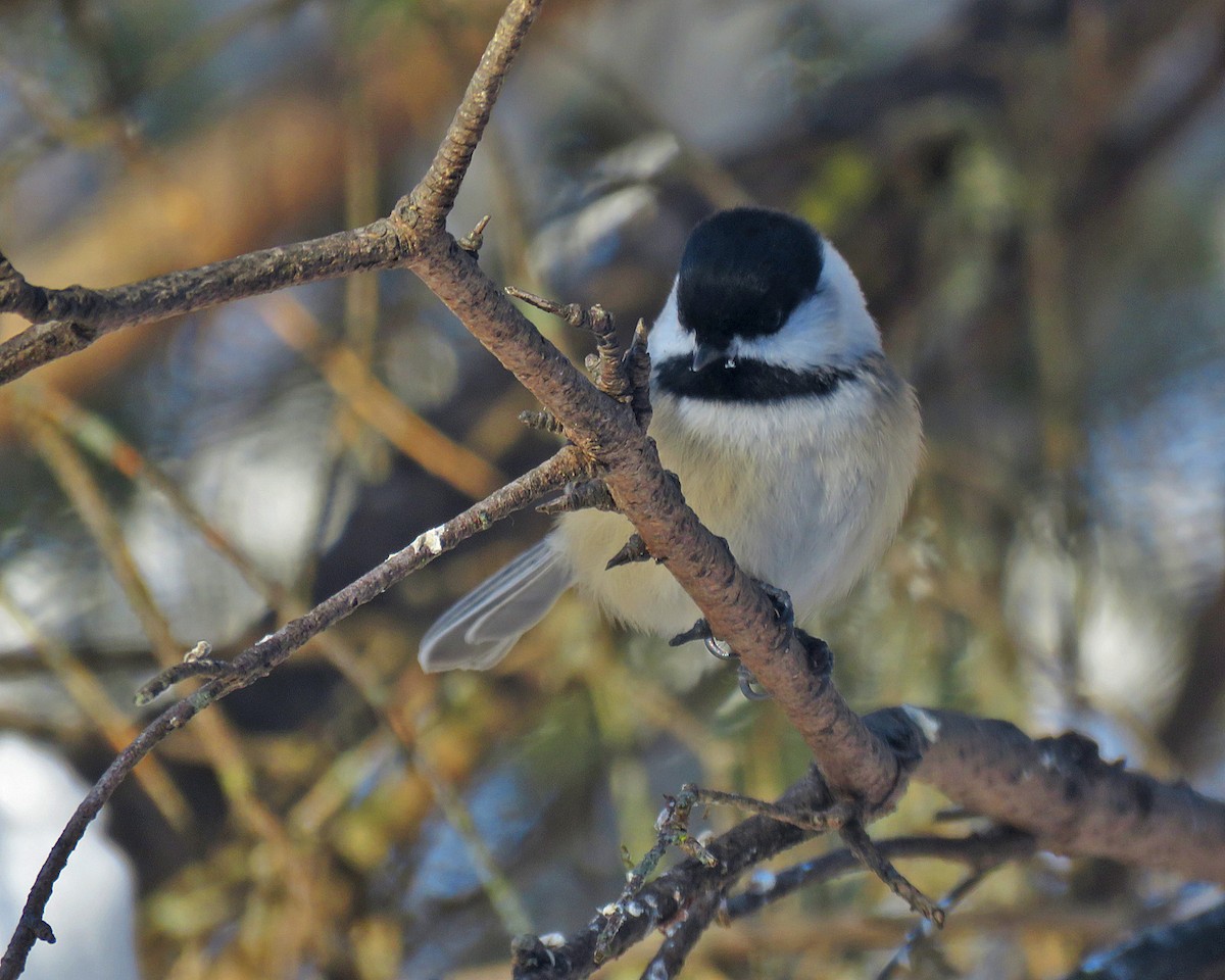 Black-capped Chickadee - ML646377500