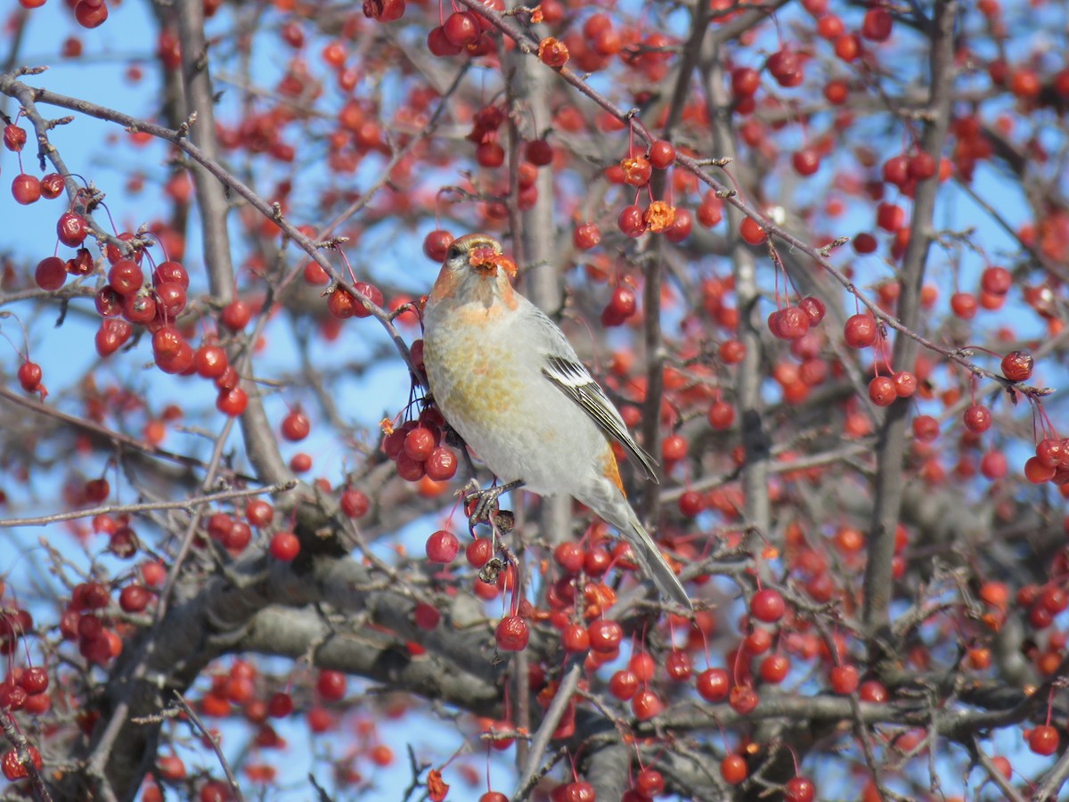ギンザンマシコ - ML646377501