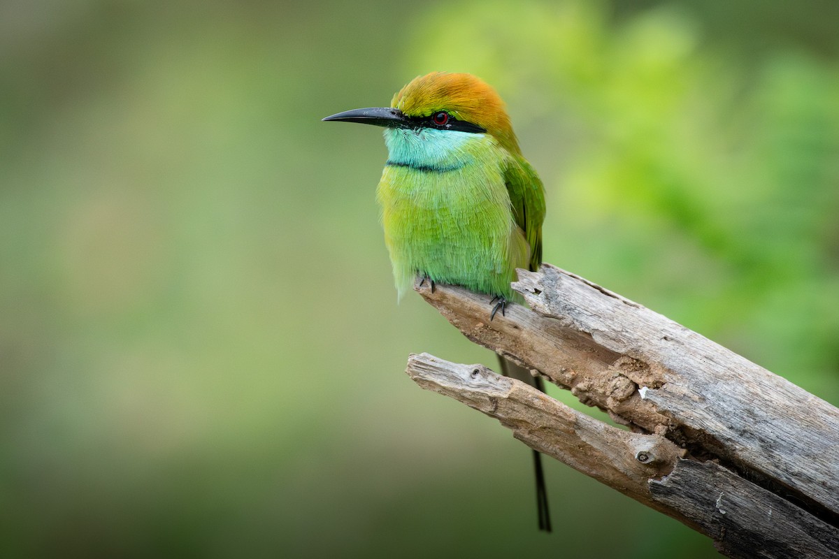 Asian Green Bee-eater - ML646377502