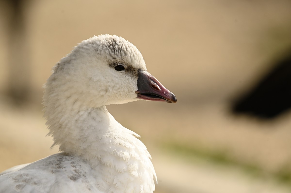 Ross's Goose - ML646377503