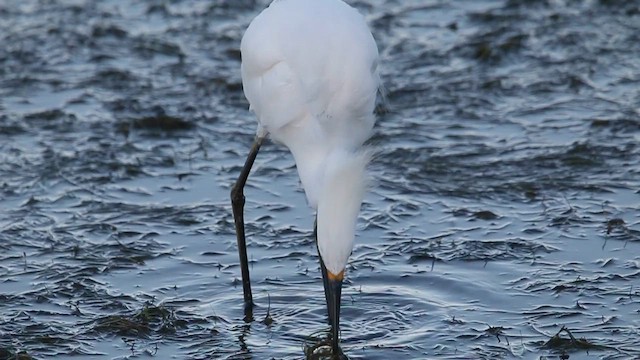Snowy Egret - ML646377508