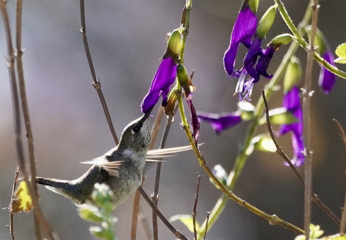 Black-chinned Hummingbird - ML646377511