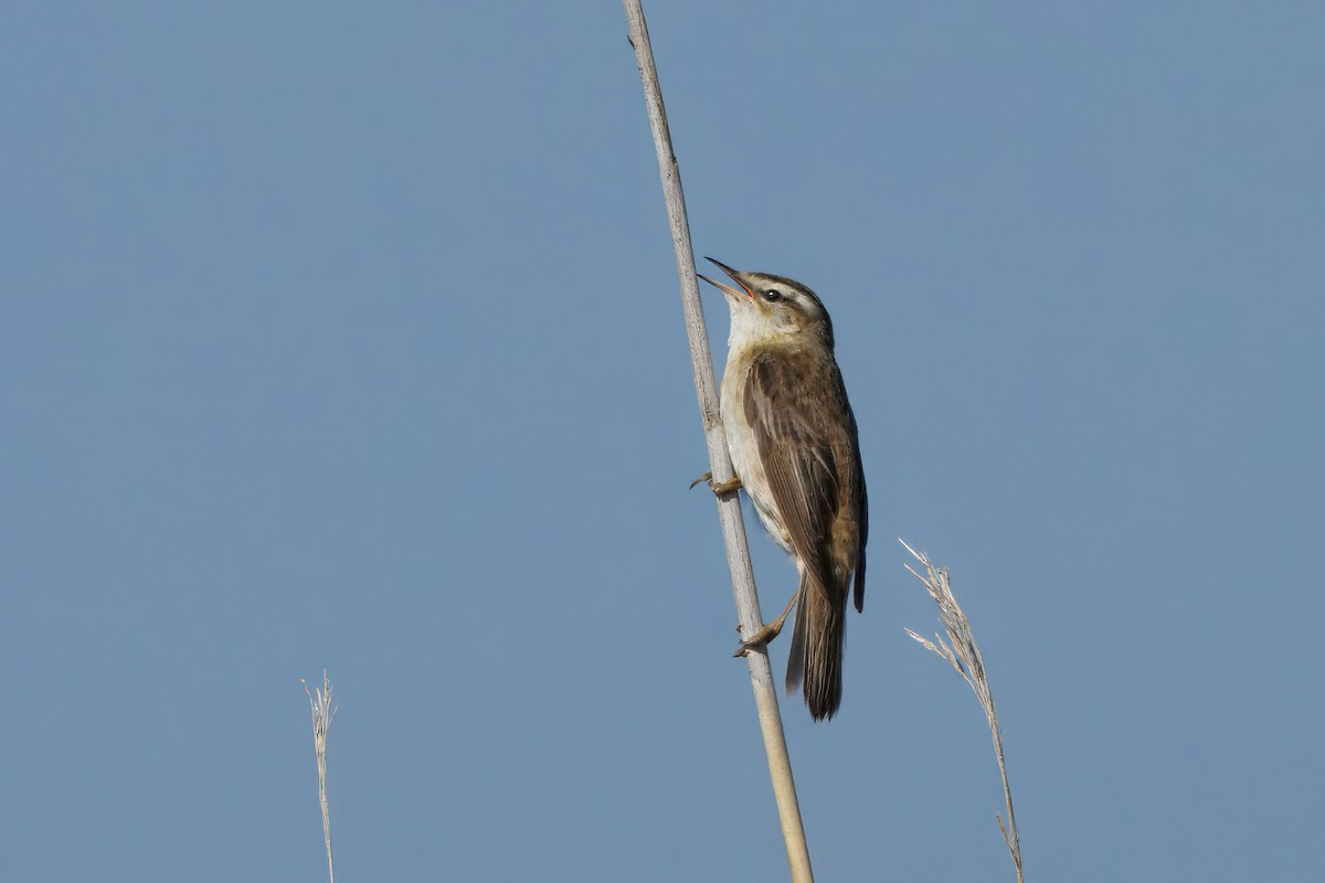 Forapaglie comune - ML646377512