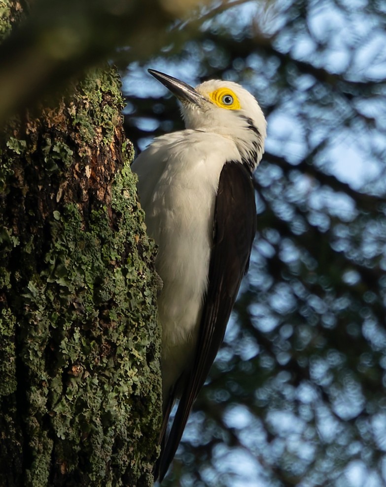White Woodpecker - ML646377513