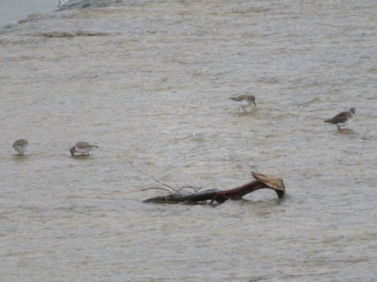 Least Sandpiper - ML646377514