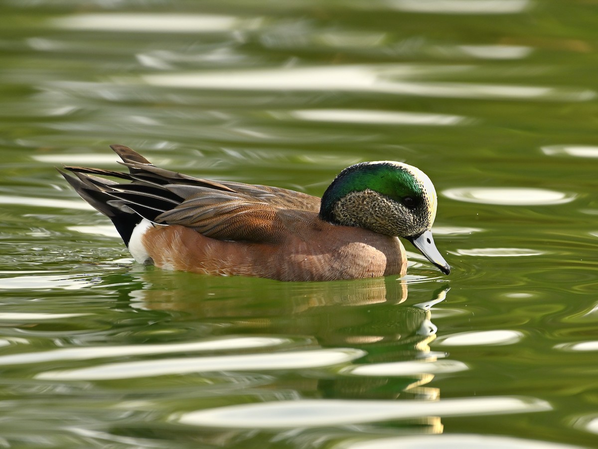 Свищ американський - ML646377516