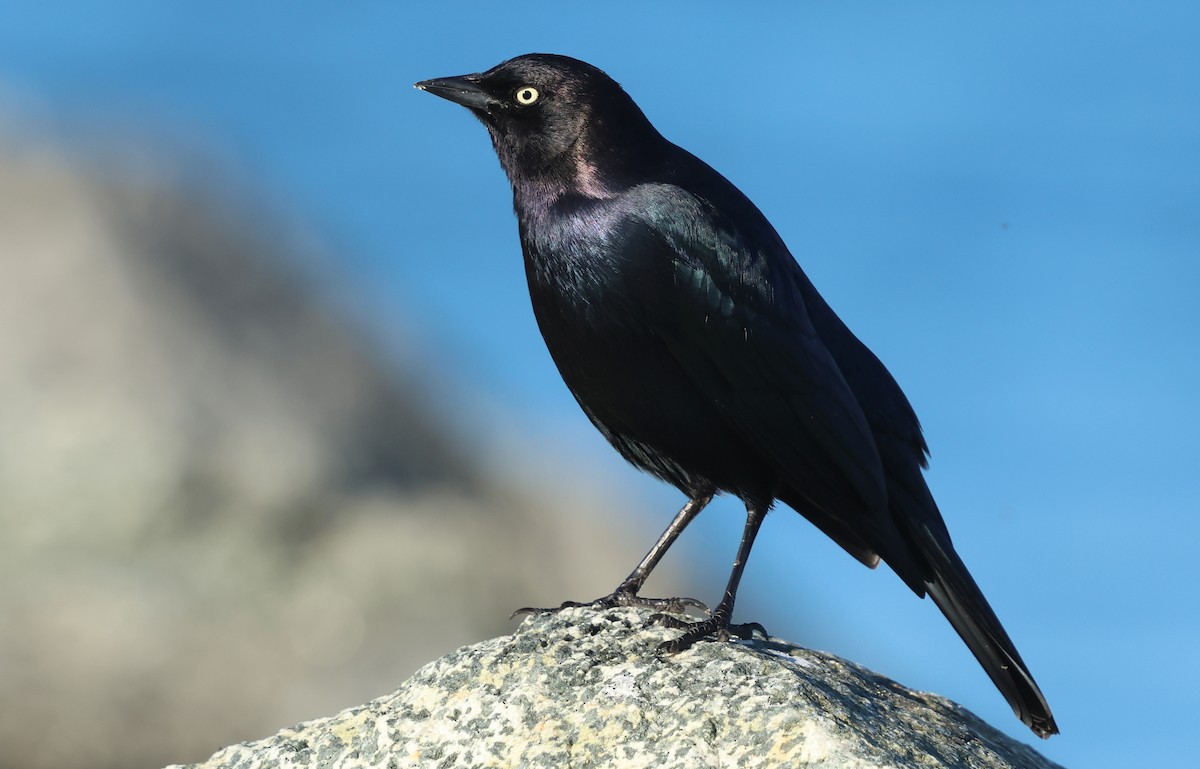 Brewer's Blackbird - ML646377517