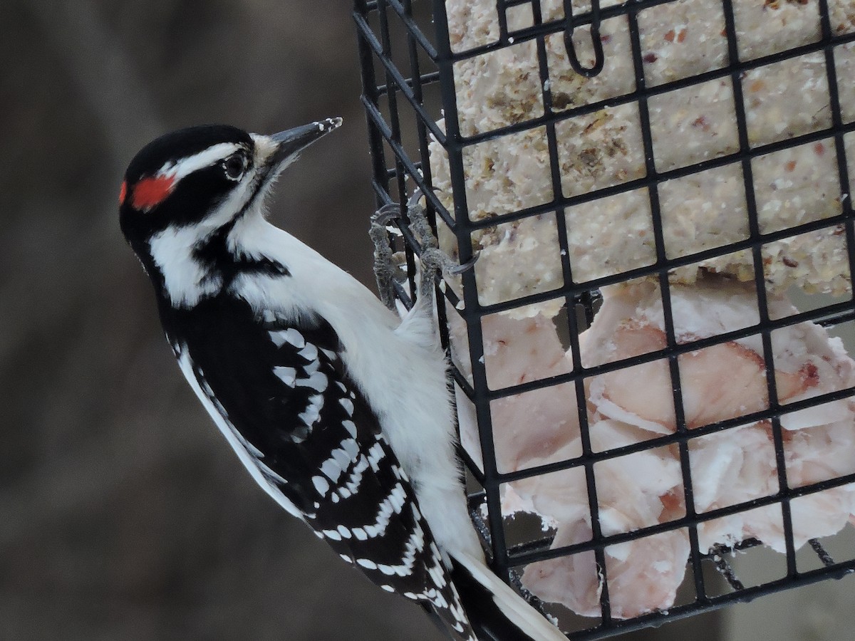 Hairy Woodpecker - ML646377518