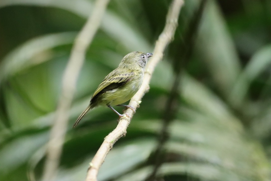 Northern Bentbill - ML646377519