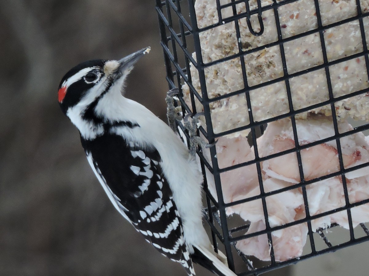 Hairy Woodpecker - ML646377520