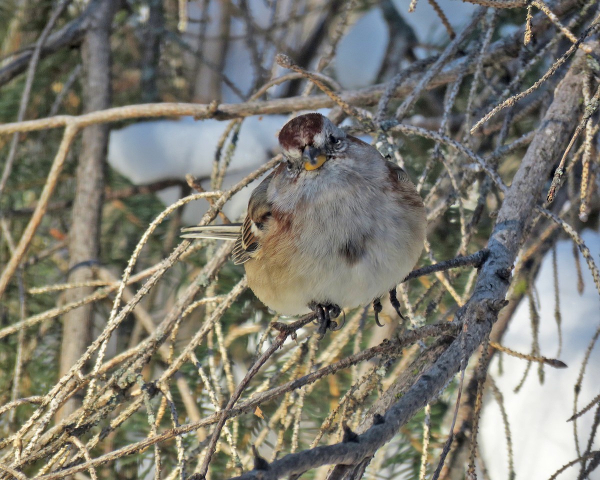 American Tree Sparrow - ML646377521