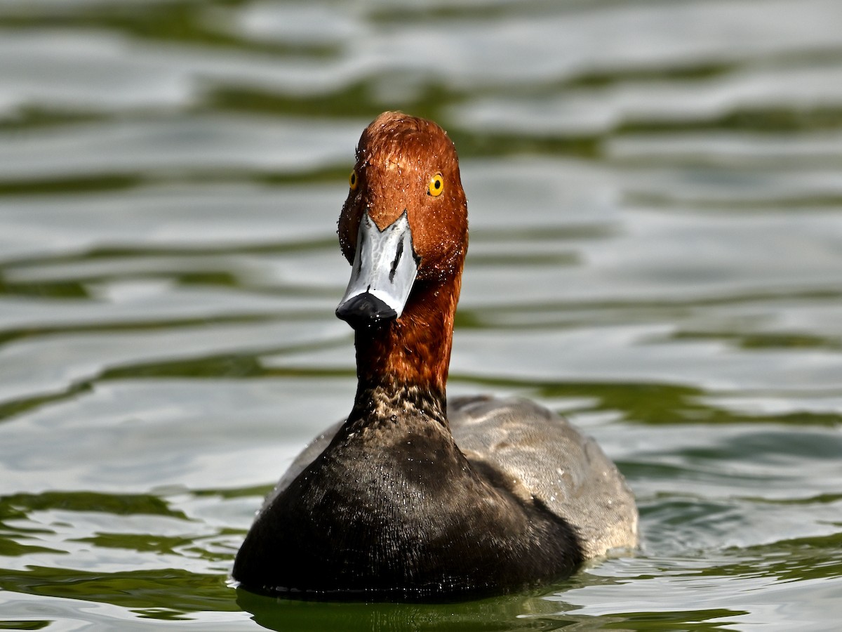 Redhead - ML646377522