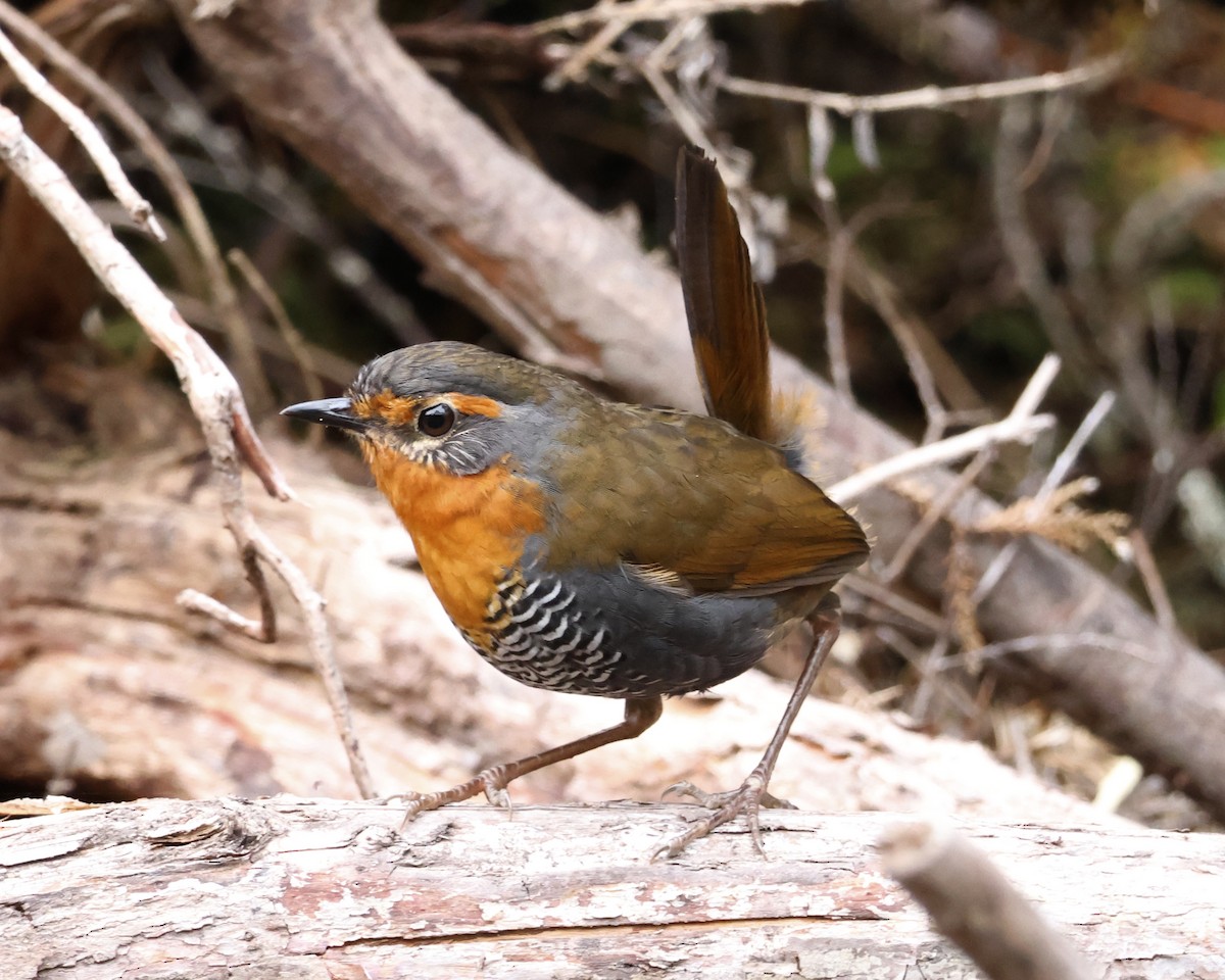 Chucao Tapaculo - ML646377524