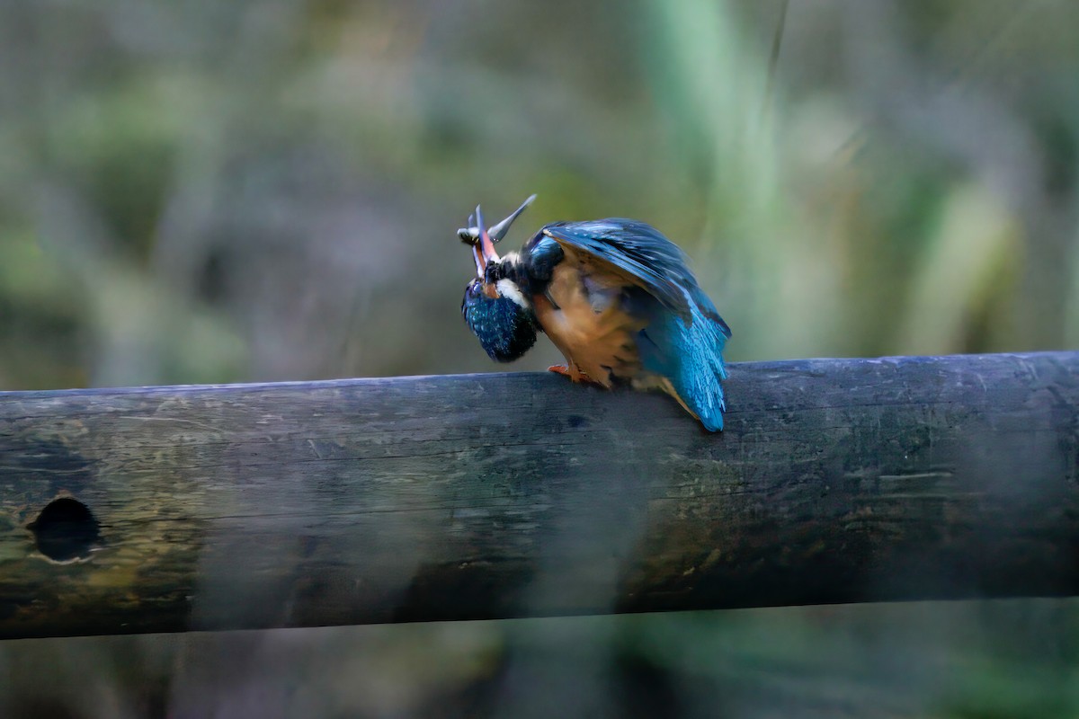 Common Kingfisher - ML646377526