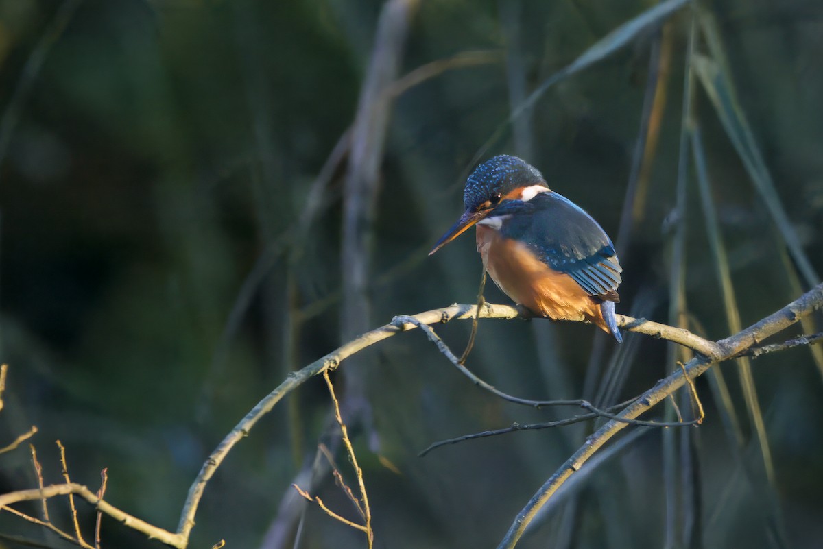 Common Kingfisher - ML646377527