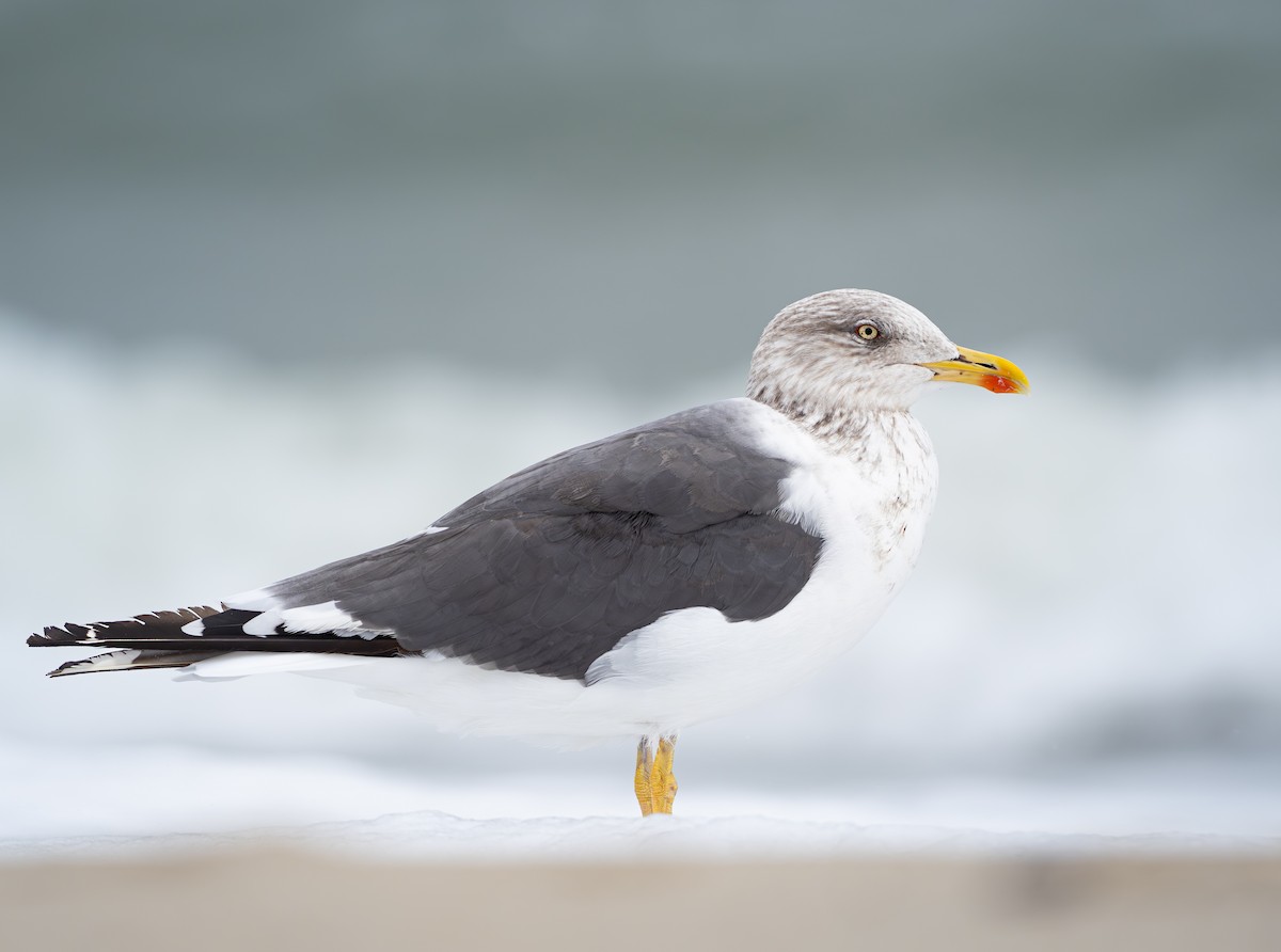 Lesser Black-backed Gull - ML646377528