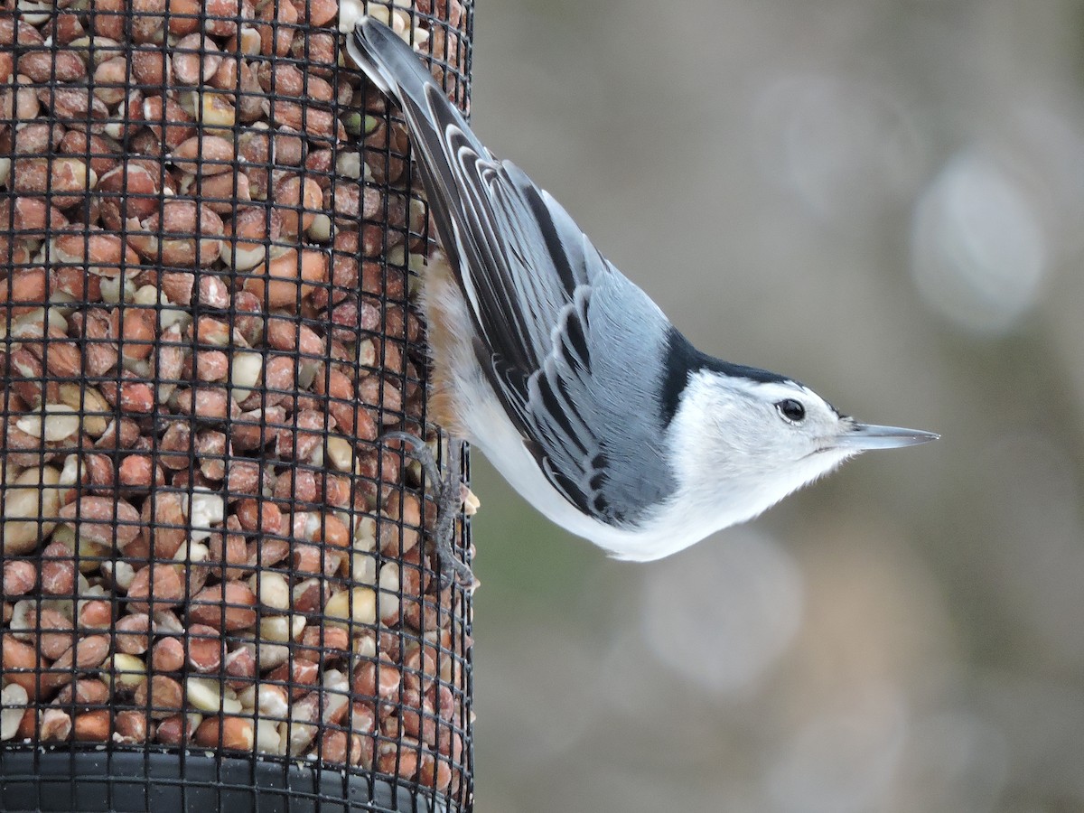 Sittelle à poitrine blanche - ML646377529