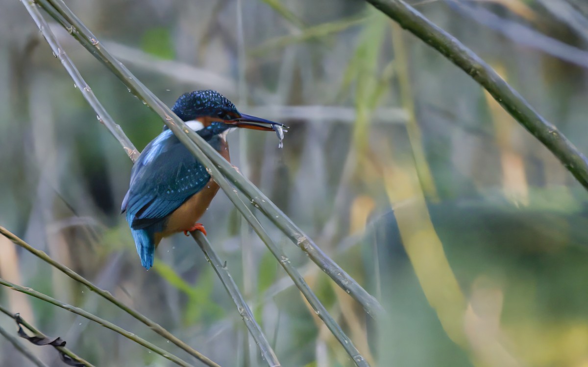 Common Kingfisher - ML646377530