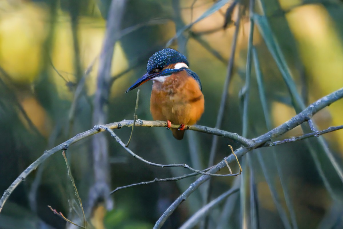 Common Kingfisher - ML646377531
