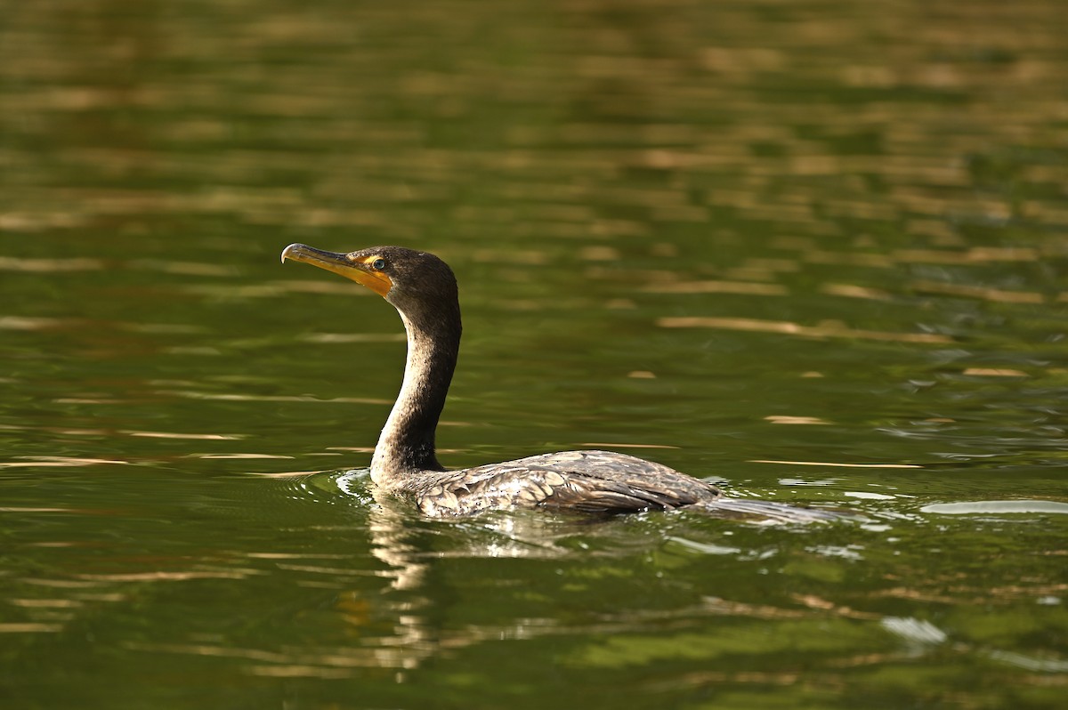 Double-crested Cormorant - ML646377532