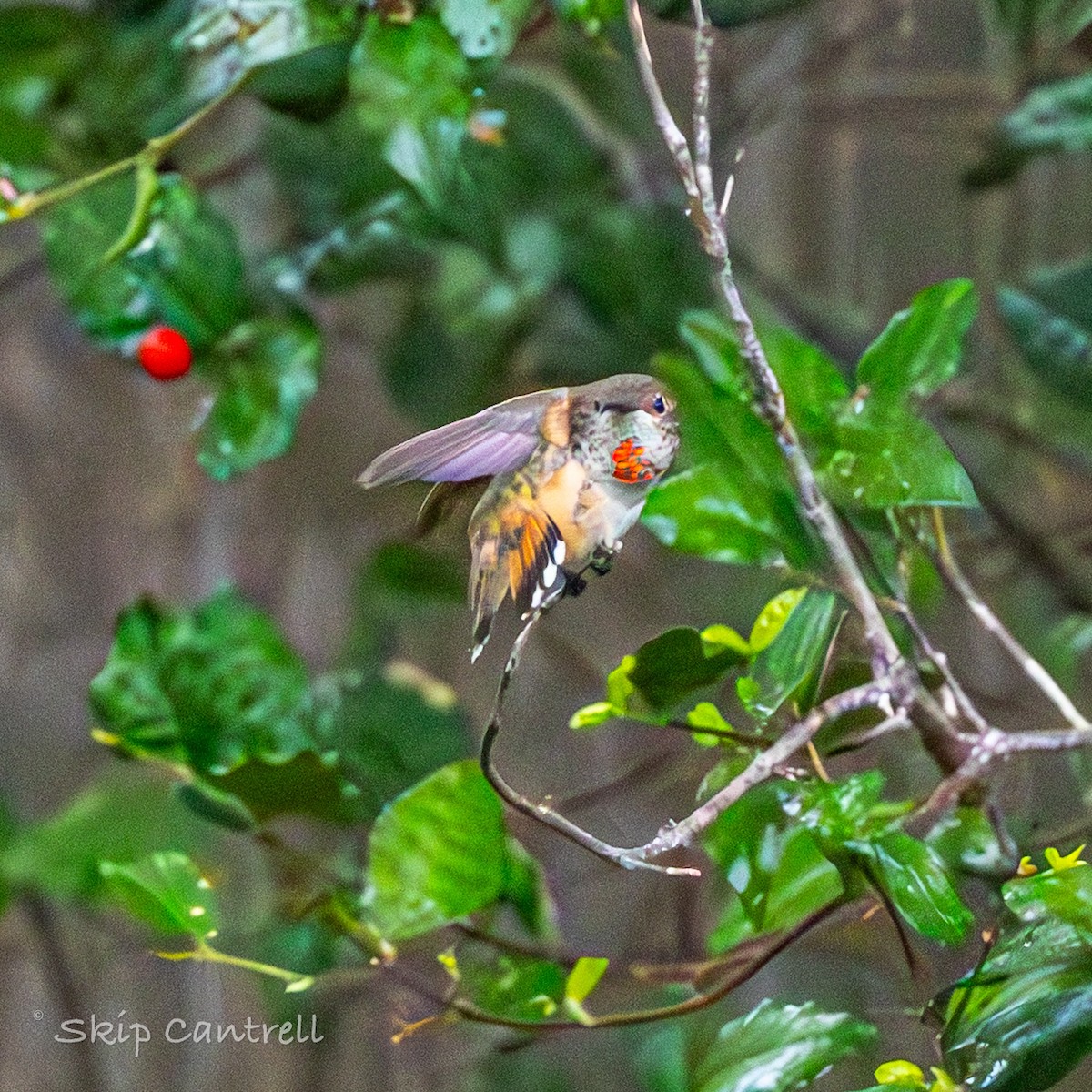 Rufous Hummingbird - ML646377534