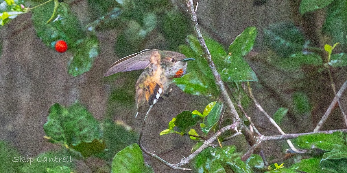 Rufous Hummingbird - ML646377535