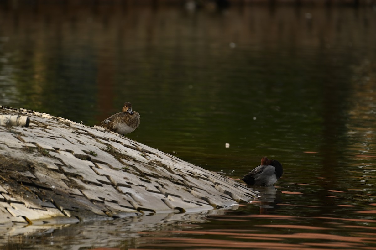 Redhead - ML646377536