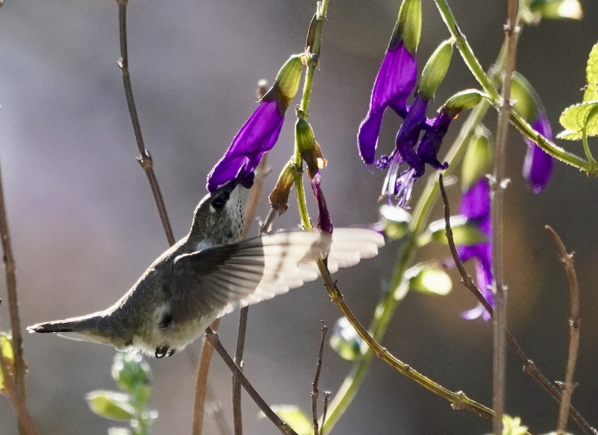 Black-chinned Hummingbird - ML646377537