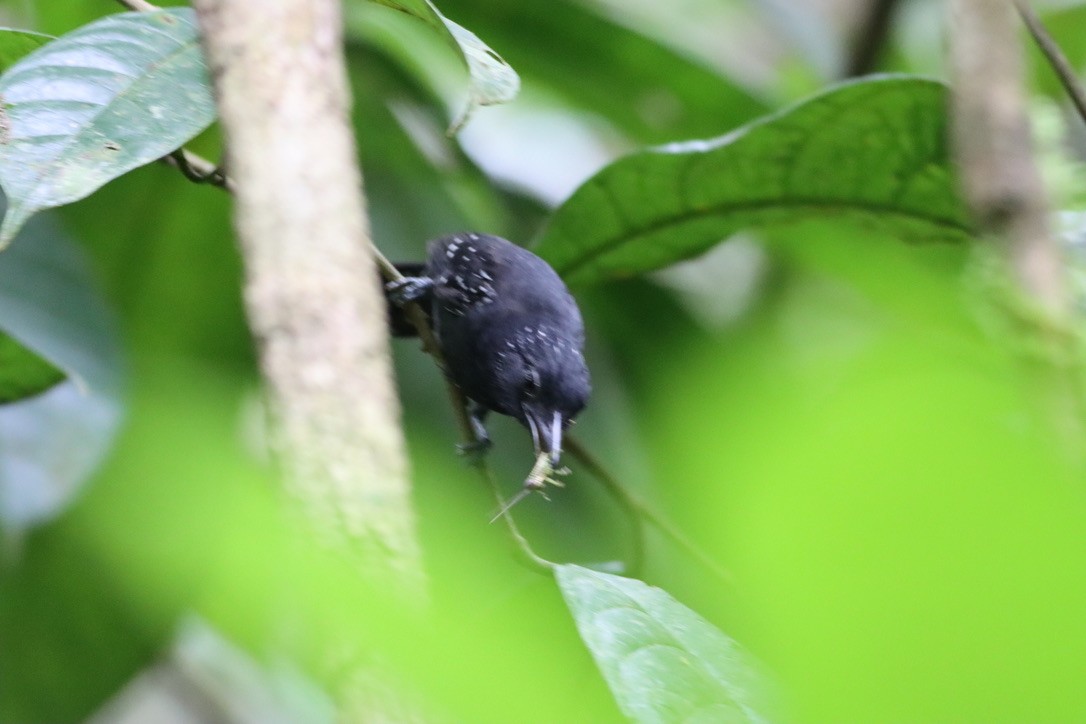 Black-hooded Antshrike - ML646377539