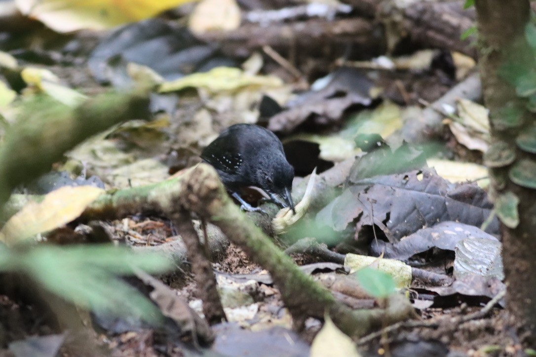 Black-hooded Antshrike - ML646377540