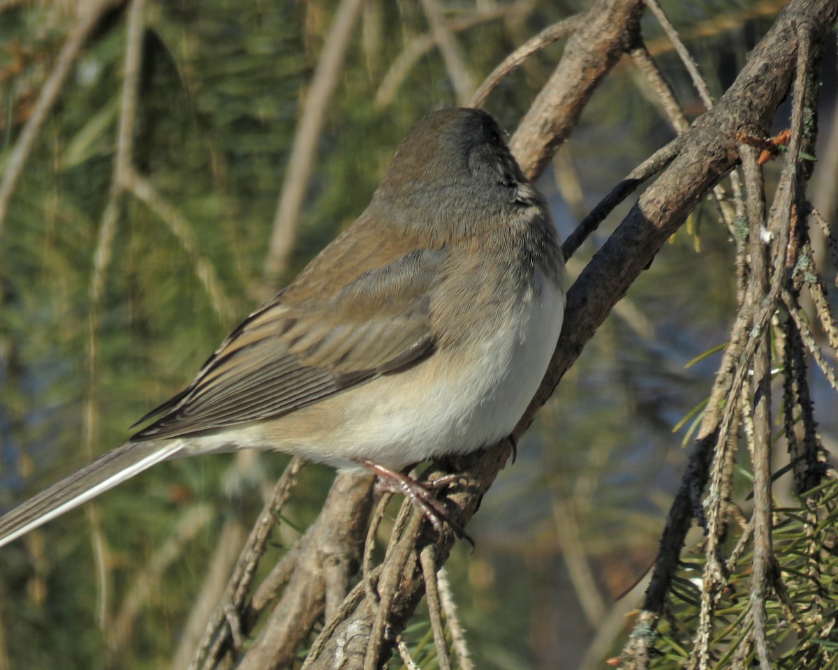Dark-eyed Junco - ML646377541