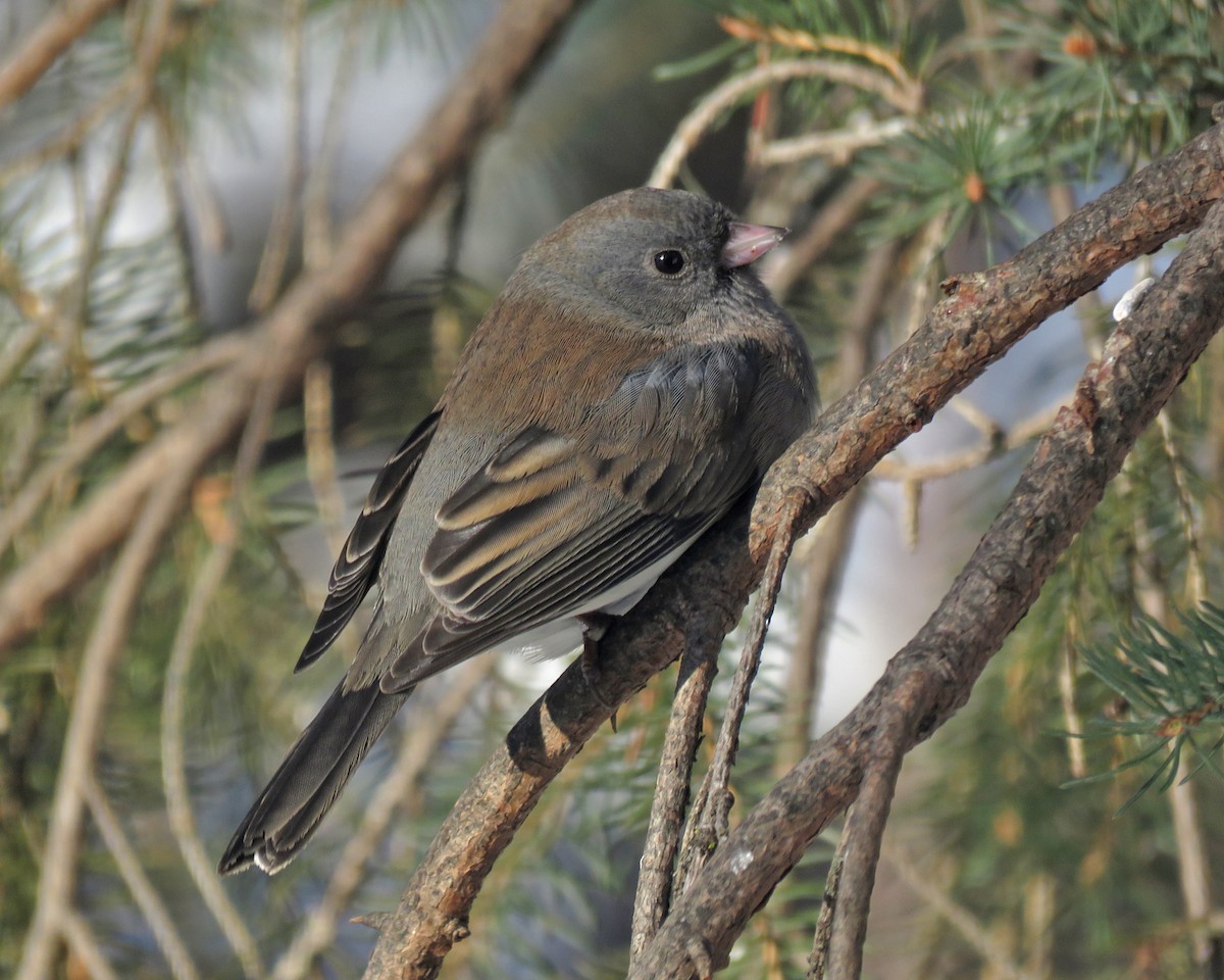 Dark-eyed Junco - ML646377542