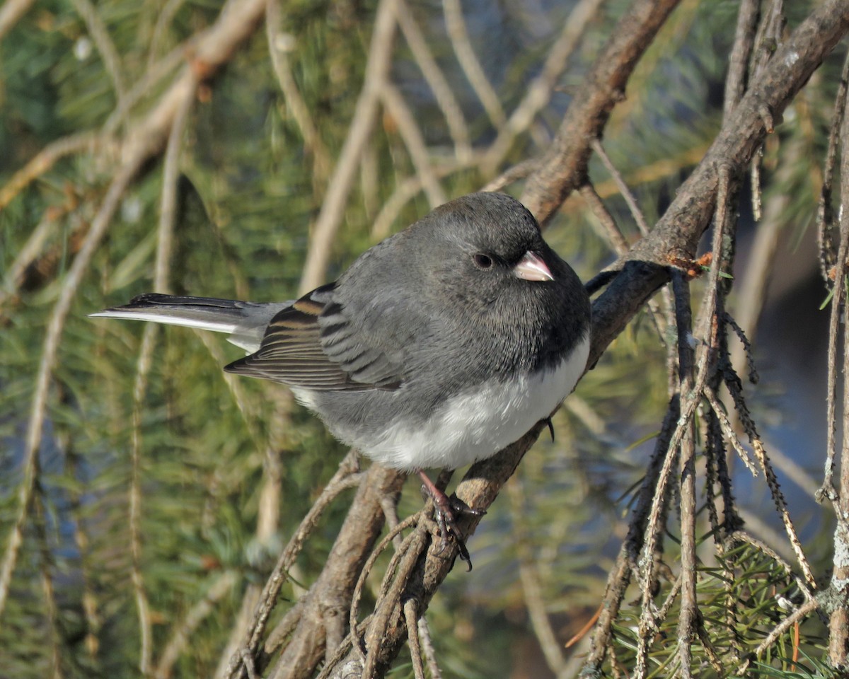 Dark-eyed Junco - ML646377543