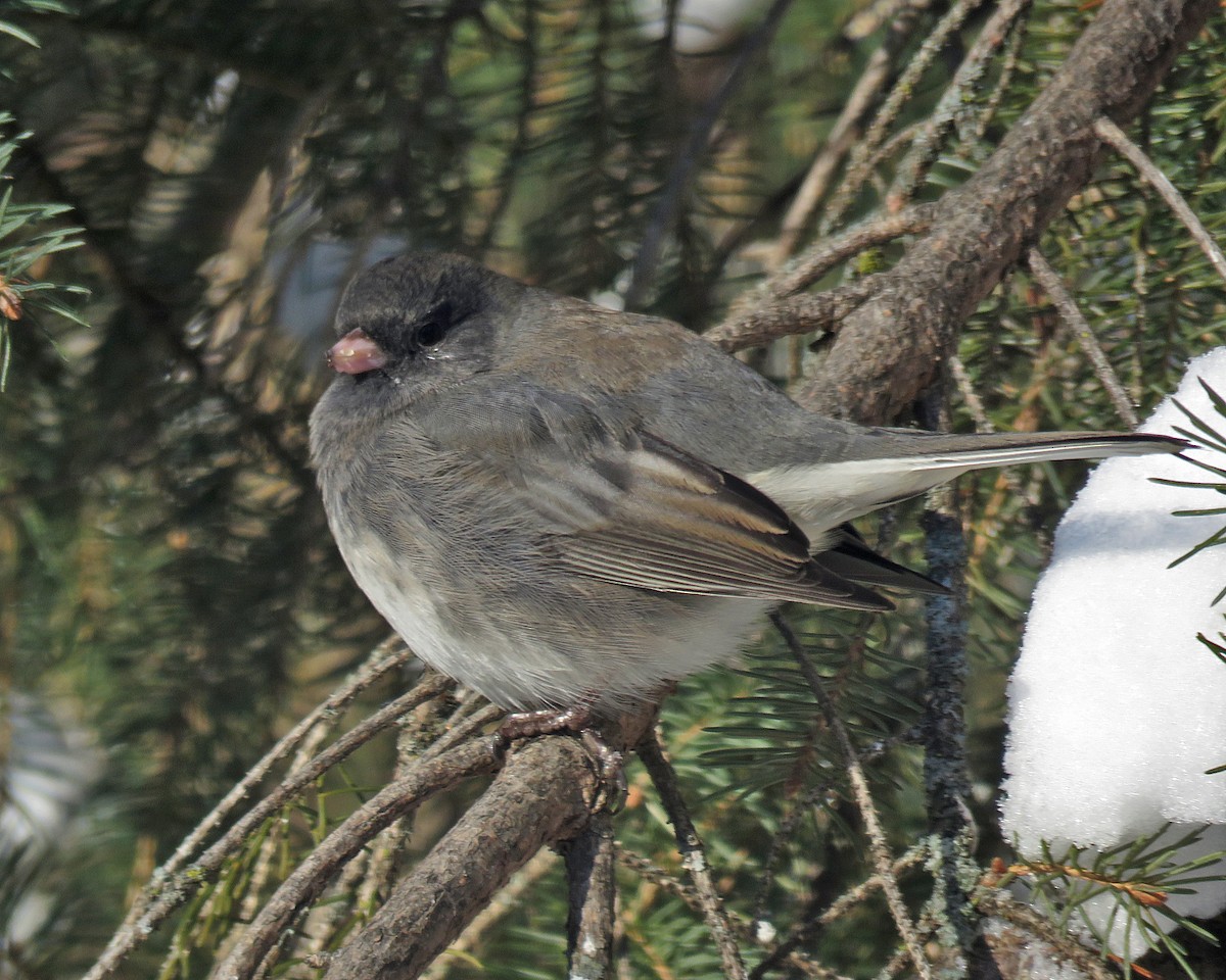 Dark-eyed Junco - ML646377544