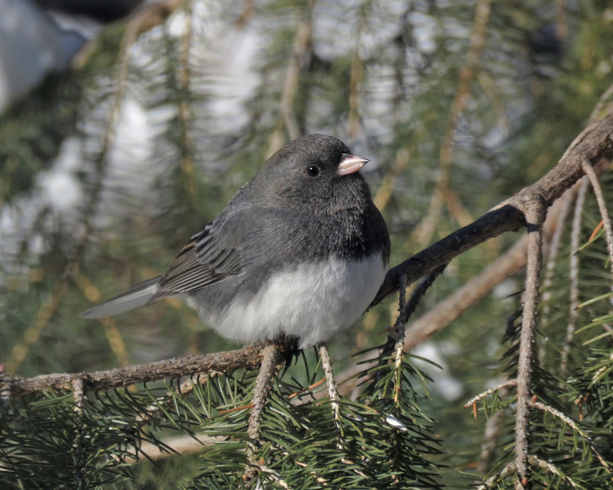 Dark-eyed Junco - ML646377545